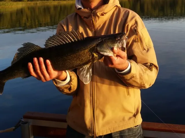 Zander