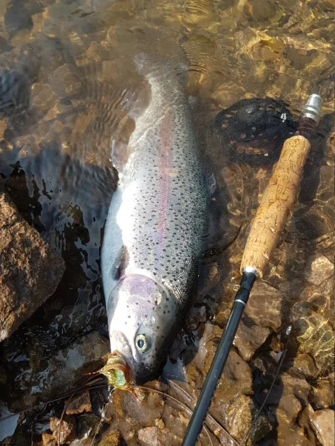 Regenbogenforelle