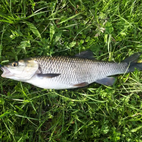 Döbel