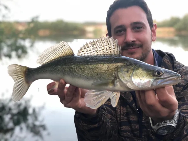 Zander