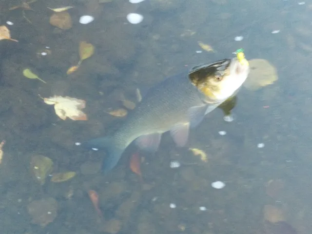 Döbel