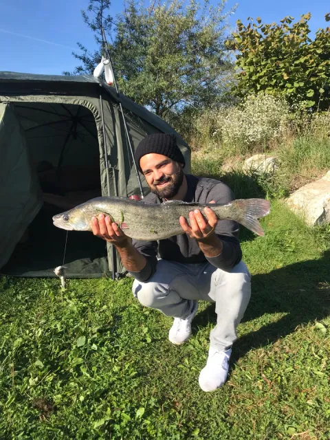 Zander