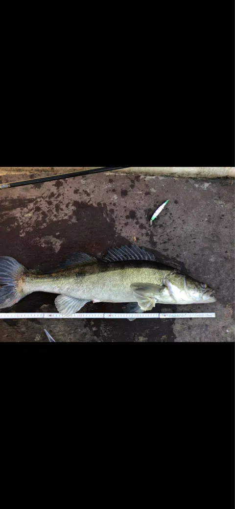 Zander