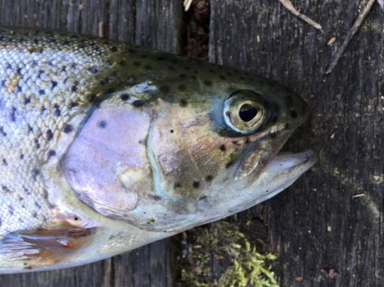 Regenbogenforelle