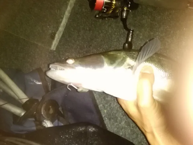 Zander