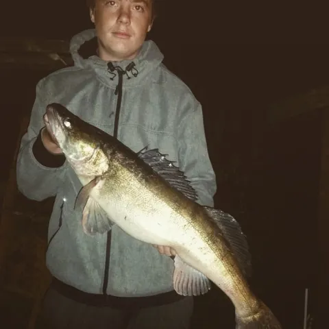 Zander