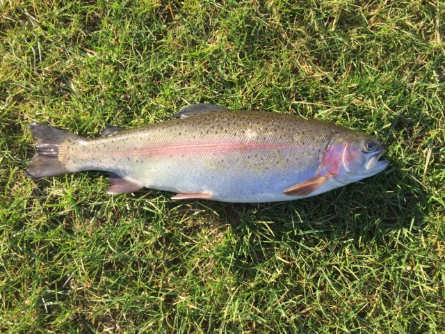 Regenbogenforelle