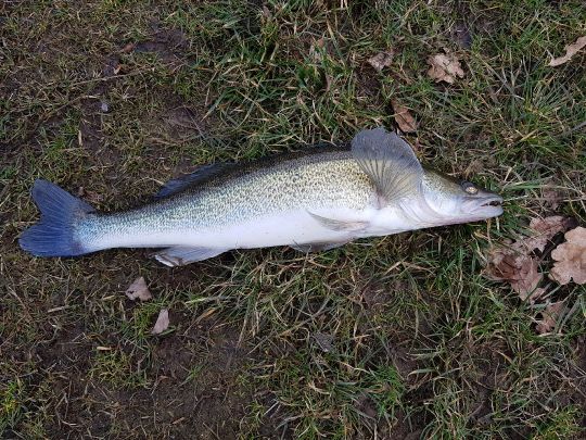 Zander