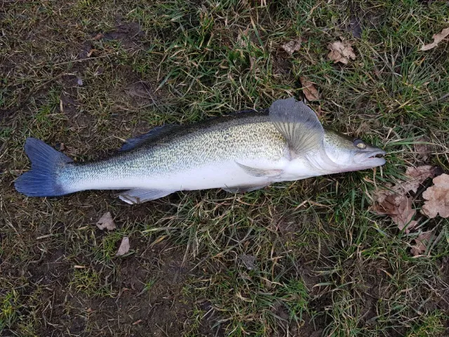 Zander