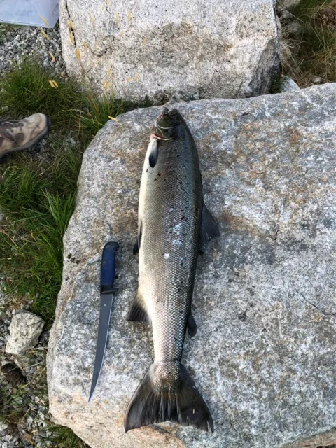 Lachs