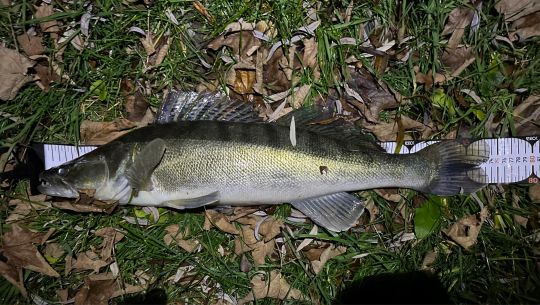 Zander