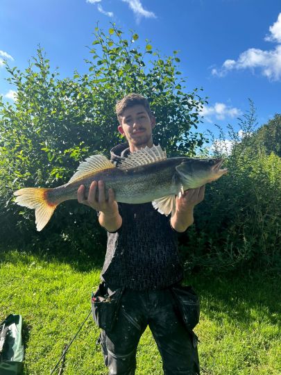 Zander