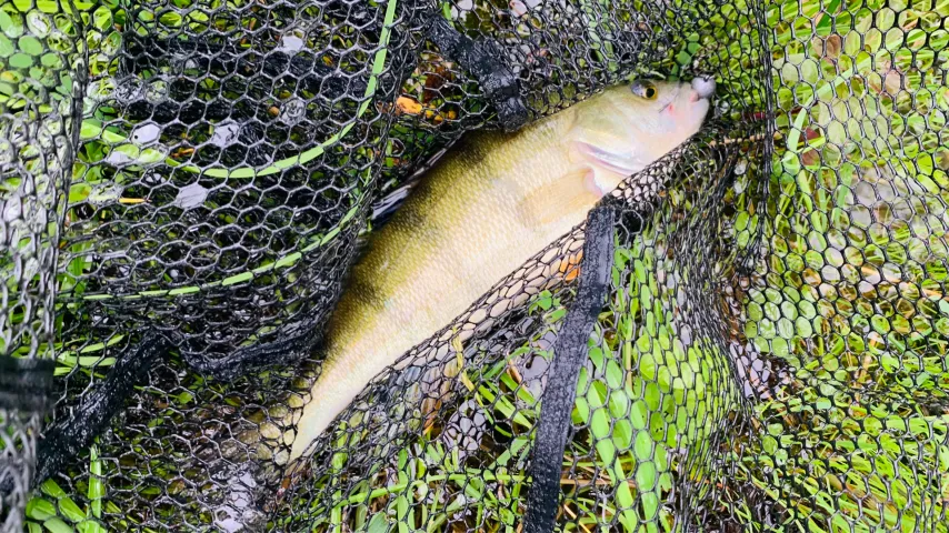 Flussbarsch