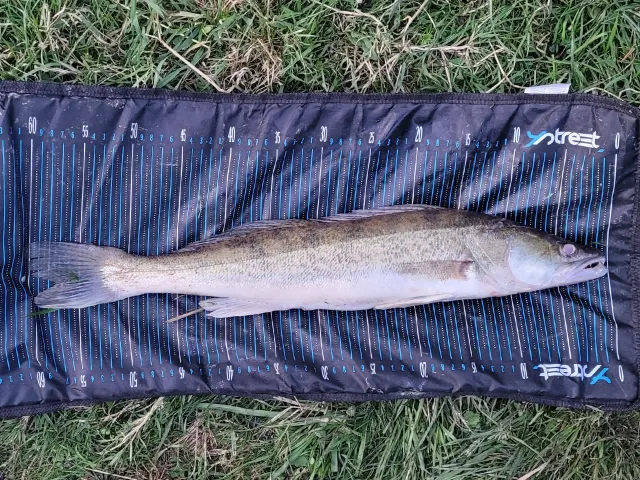 Zander