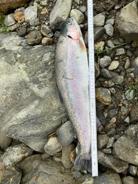 Regenbogenforelle