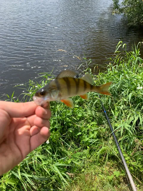 Flussbarsch