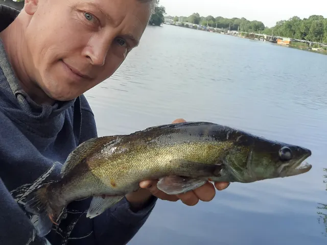 Zander