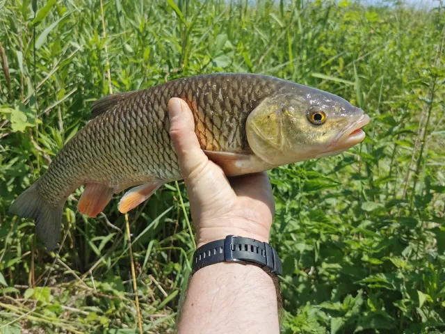 Döbel