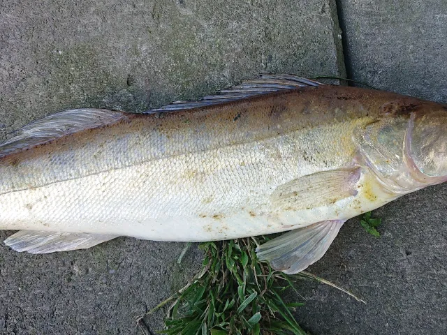 Zander