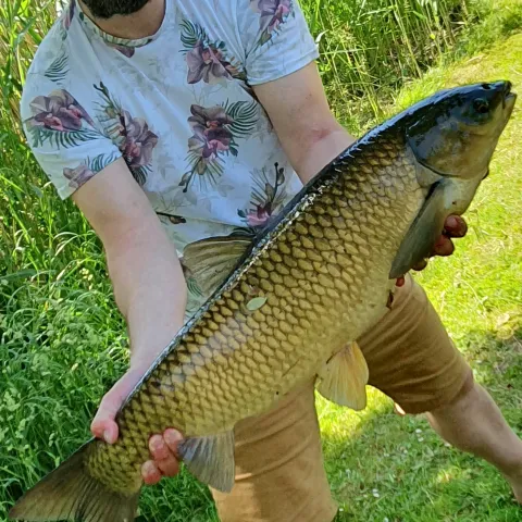 Graskarpfen