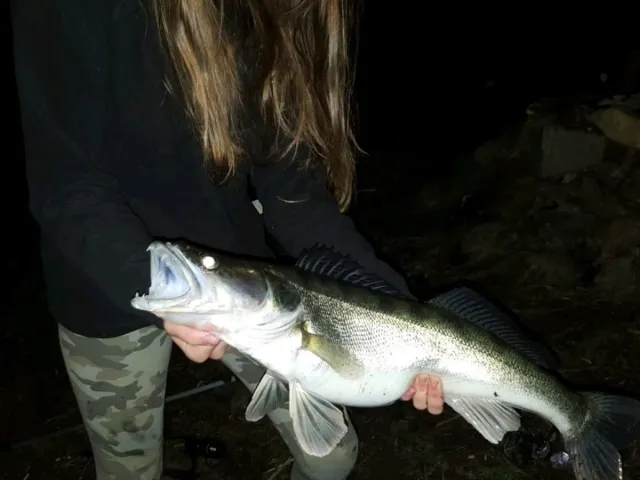 Zander