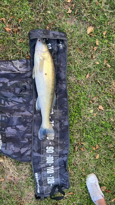 Zander