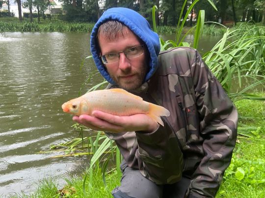 Goldorfe