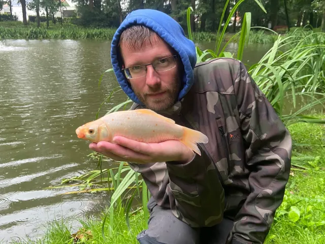 Goldorfe