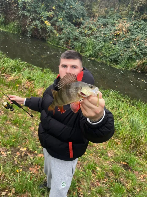 Flussbarsch