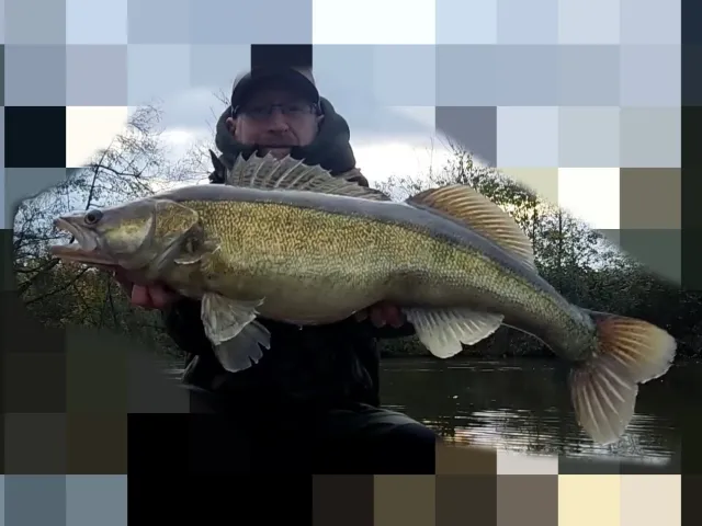 Zander