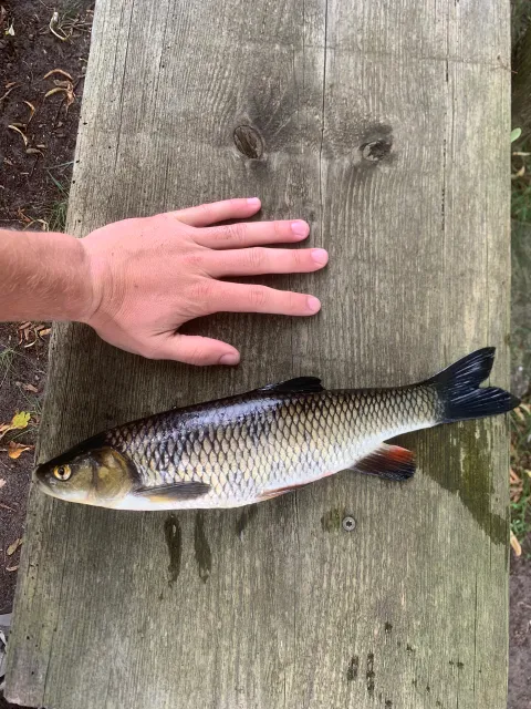 Döbel
