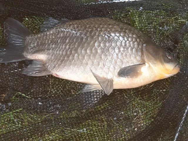 Giebel