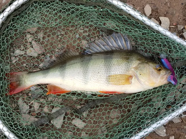 Flussbarsch