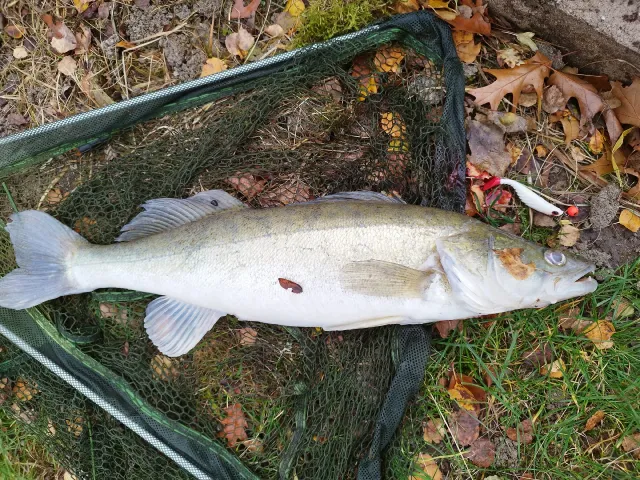 Zander