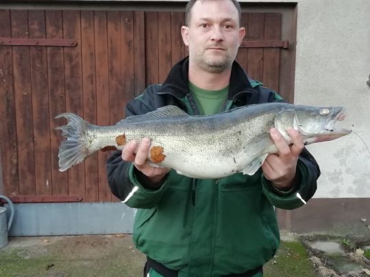 Zander