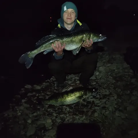 Zander