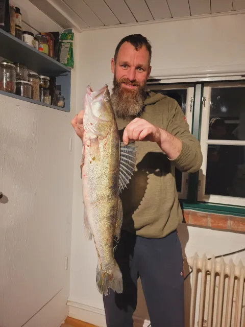Zander