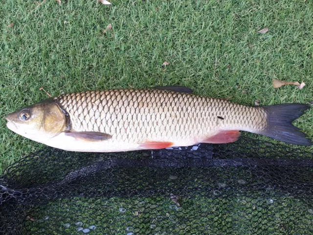 Döbel