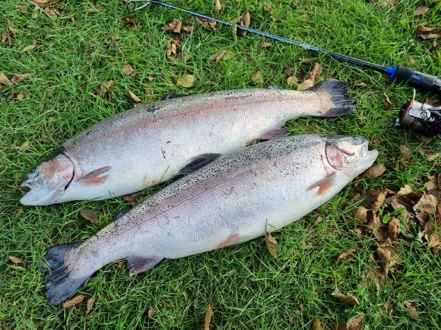 Regenbogenforelle