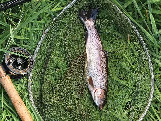 Regenbogenforelle