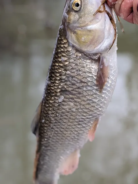 Döbel