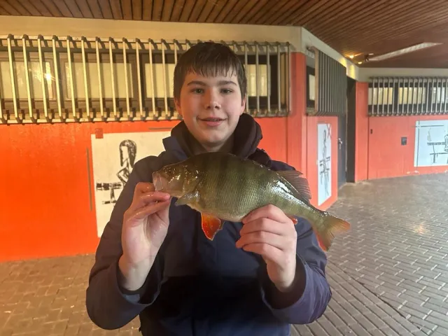 Flussbarsch