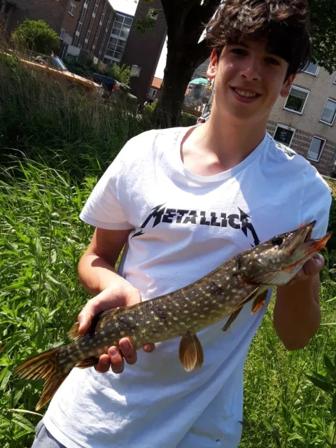 Hecht