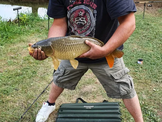 Karpfen