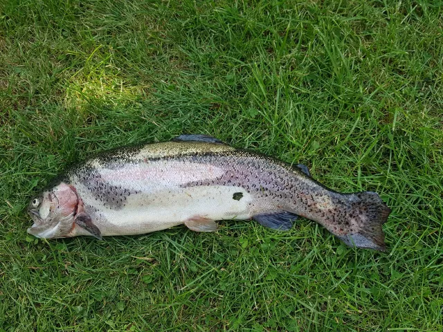 Regenbogenforelle