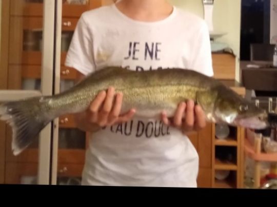 Zander