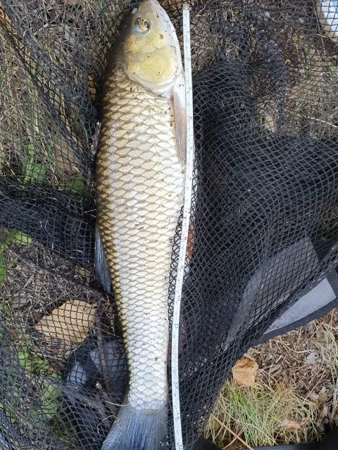 Döbel