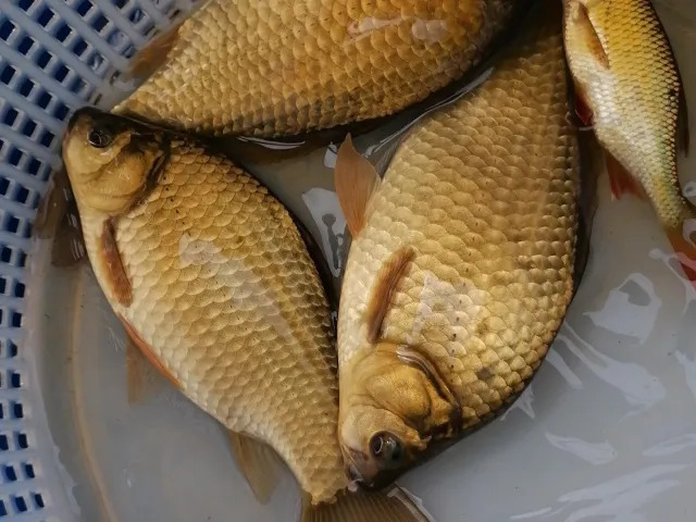 Karausche