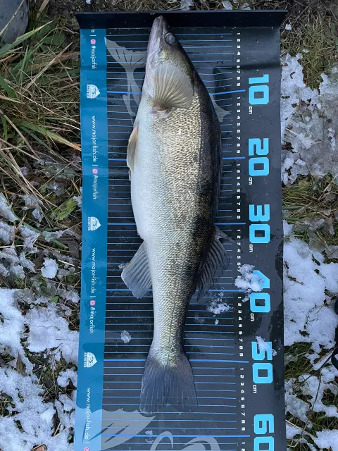 Zander