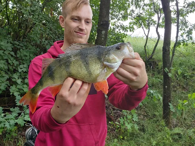 Flussbarsch
